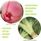 20pcs Artificial Tulip Flowers,16 Inch Real Touch Tulip Stems with Faux Leaves, Faux Tulips and Buds for Home Décor Centerpiece Ornament Wedding Bouquet,Purple